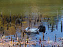 Ducks And Reeds