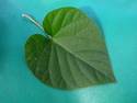 Big Green Leaf