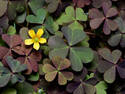 Clovers