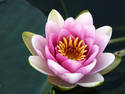 Bright Water Lily