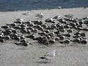 Birds at the Beach, 8 entries
