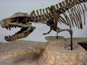 Dino Skeleton