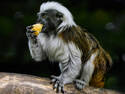 Hungry Tamarin