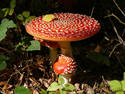 Amanita Muscaria