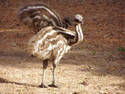 Emu Chick