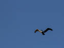 Pelican, Singular, 7 entries