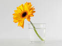 Yellow Flower