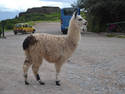 Llama Profile