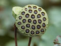Lotus Seeds
