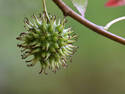 Sweetgum Seedpod