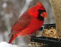 Fat Cardinal
