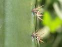 Cactus Prickers