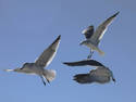 Flight Of The Seagulls