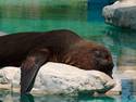 Napping Seal