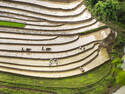 Rice Terrace