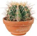 Potted Cactus