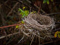 Bird Nest, 6 entries