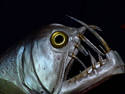 Scary Fish