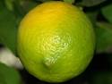 Greenish Lemon