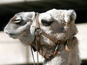 Camel, 5 entries