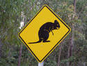 Beware of Rodents