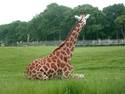Averted Giraffe