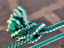 Green Knot, 7 entries