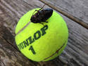 Dead Bug On A Tennis Ball