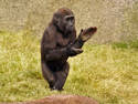 Clapping Chimp