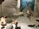 Gull Museum