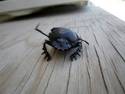 Black Beetle Crawling