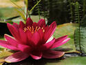 Water Lilly, 5 entries