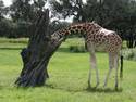Giraffe Peeking