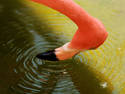 Thirsty Flamingo