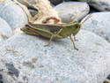 Grasshopper Rock