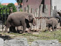 Amsterdam Elephants