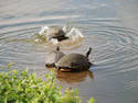 Turtle Splashdown