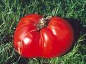 Ripe Tomato