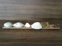 Shells On A Shelf