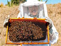 Beekeeper