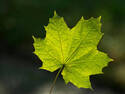 Green Maple Leaf