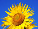 Sunflower, 7 entries