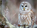 Hooter