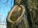Tree Scar