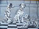 Dalmatian Painting