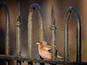 Bird on a Fence, 5 entries