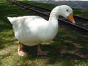 Railroad Goose