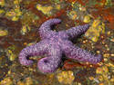 Purple Star Fish