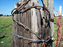 Barbed Fence