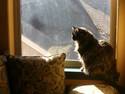 Window Kitty